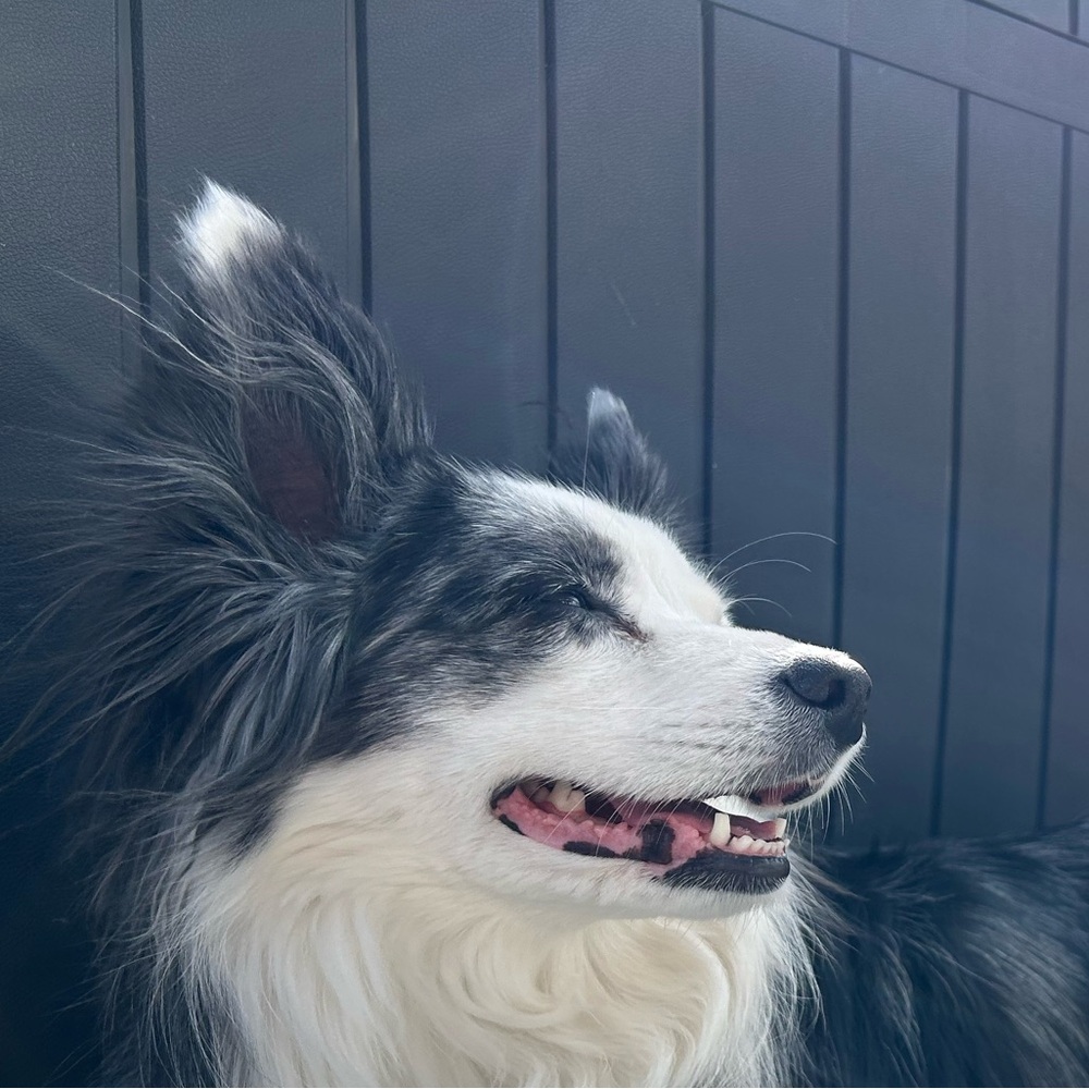 Meet your Posher, Hayley